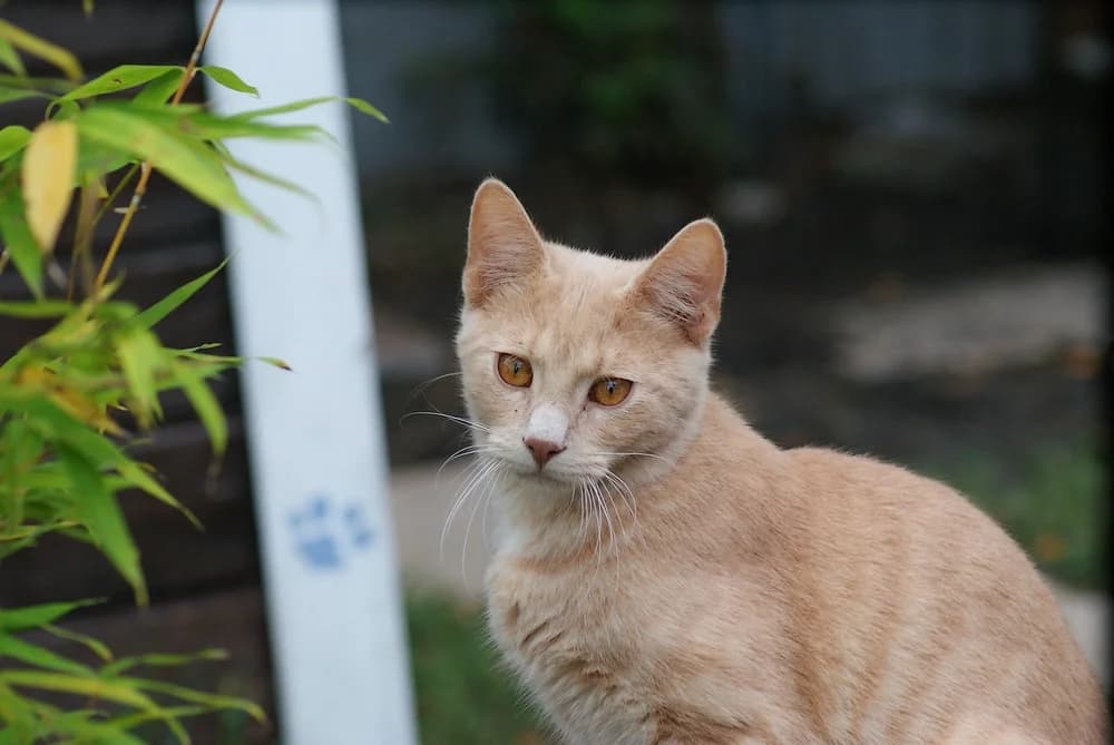 Simba, young Mixed Breed for adoption at Les Andernochats, les andernochats