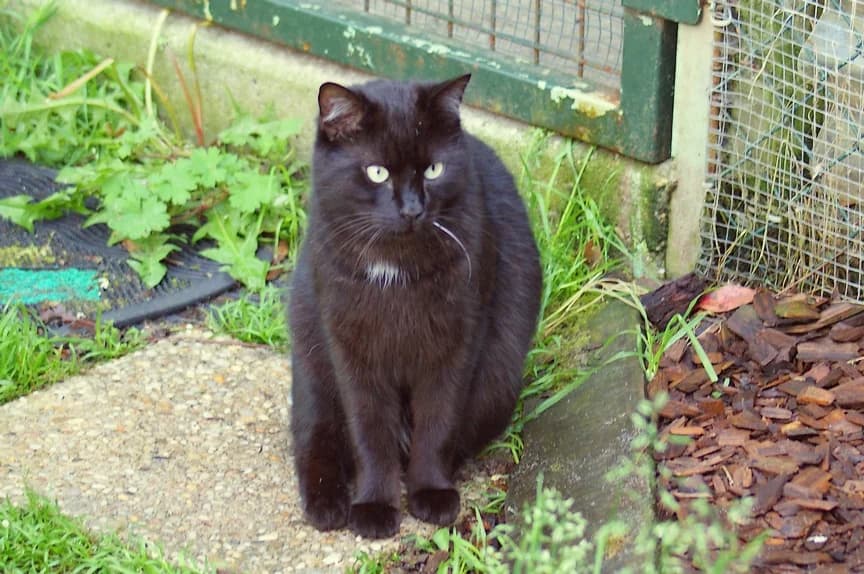 RODDY, 5yo Mixed Breed for adoption at Les Andernochats, les andernochats