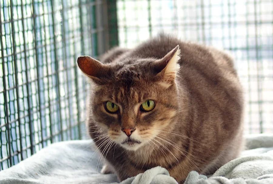 TIGROU, puppy Mixed Breed for adoption at Les Andernochats, les andernochats