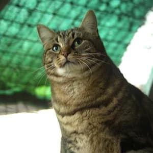 VADROUILLE, 6yo Mixed Breed for adoption at Les Andernochats, les andernochats