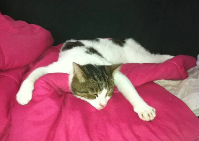 Timon, 4yo Mixed Breed for adoption at Les Anges de la Protection Animale, les anges de la protection animale
