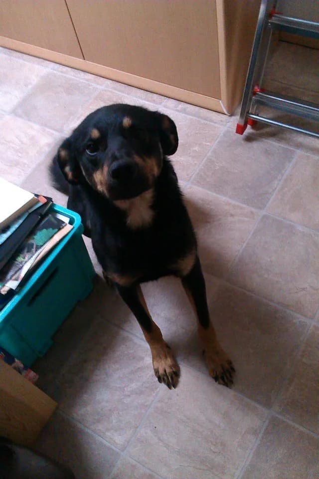 Sam, young Mixed Breed for adoption at Les Anges de la Protection Animale, les anges de la protection animale