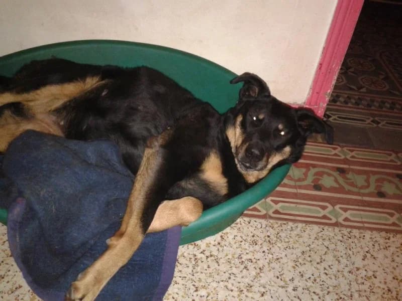 Volgane, female senior mixed breed for adoption at Les Anges de la Protection Animale, les anges de la protection animale