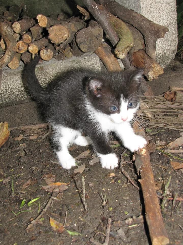 Angele, female Mixed Breed for adoption at Les Anges de la Protection Animale, les anges de la protection animale