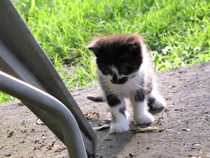 Triskell, female Mixed Breed for adoption at Les Anges de la Protection Animale, les anges de la protection animale