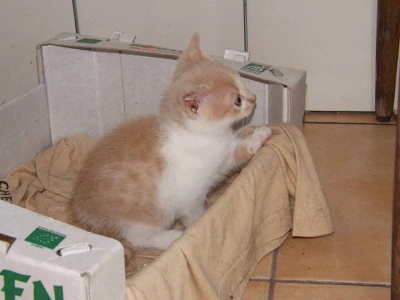 Lol, male senior Mixed Breed for adoption at Les Anges de la Protection Animale, les anges de la protection animale