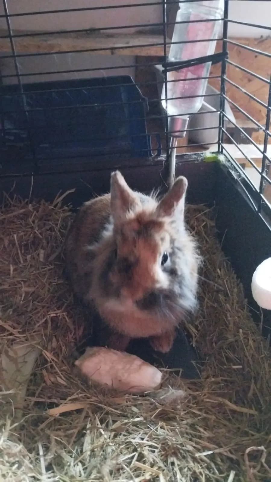BOUNTY Dît Pinou, male young mixed breed for adoption at Les Animaux du 27