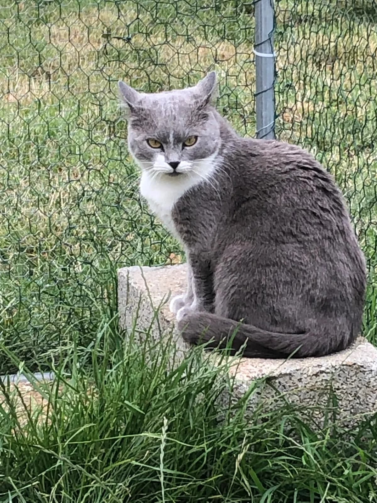 Chupa, female senior Mixed Breed for adoption at Les Animaux du 27