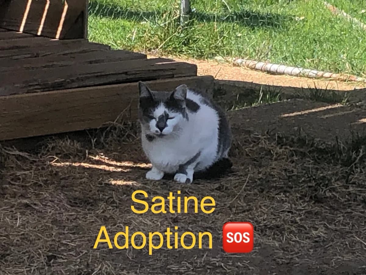Satine, female 5yo Mixed Breed for adoption at Les Animaux du 27