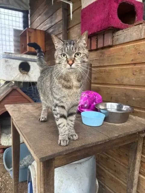 VITA et VELTE, female 3yo Mixed Breed for adoption at Les Animaux du 27
