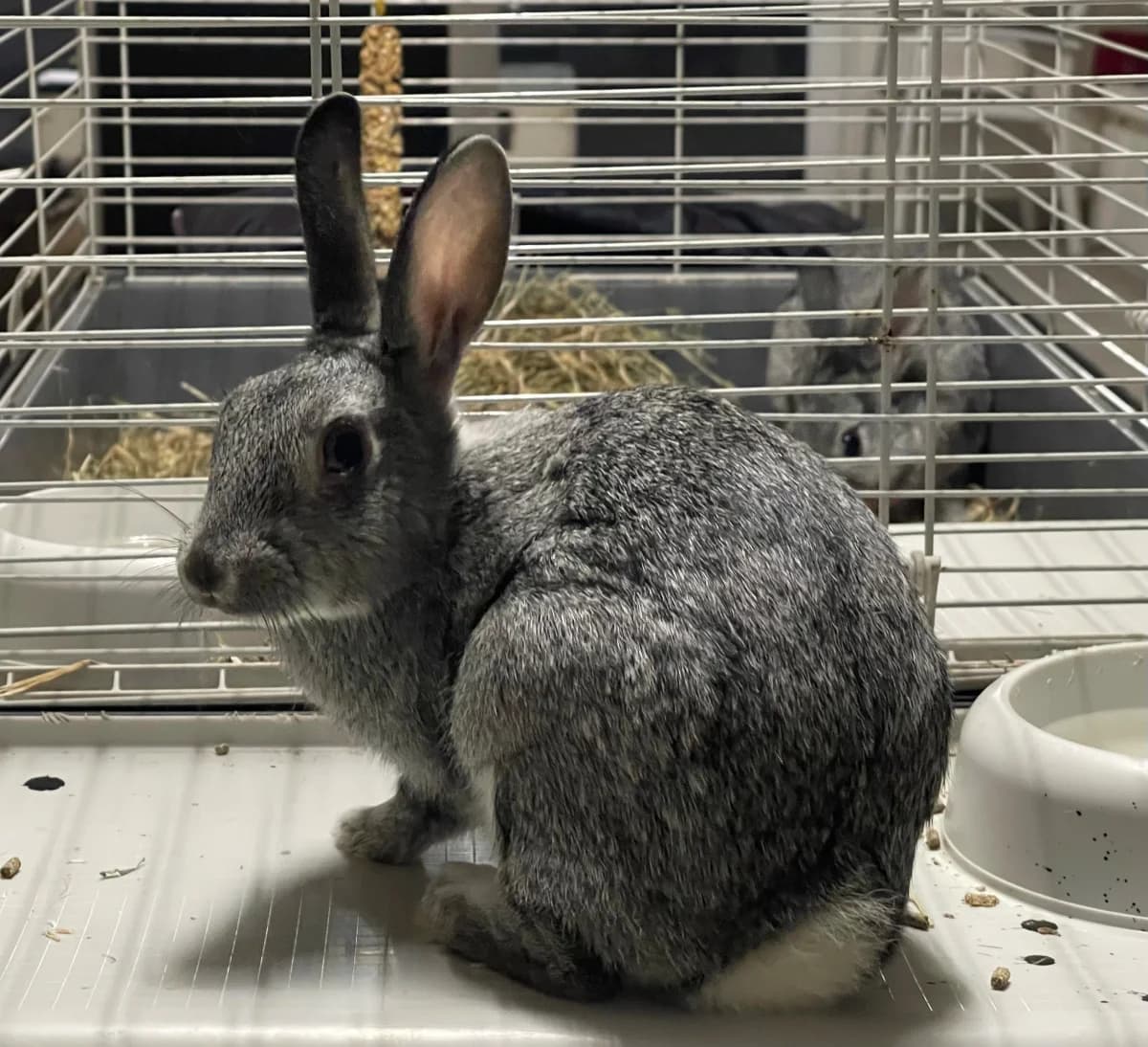 ALBANE, female young mixed breed for adoption at Les Animaux du 27