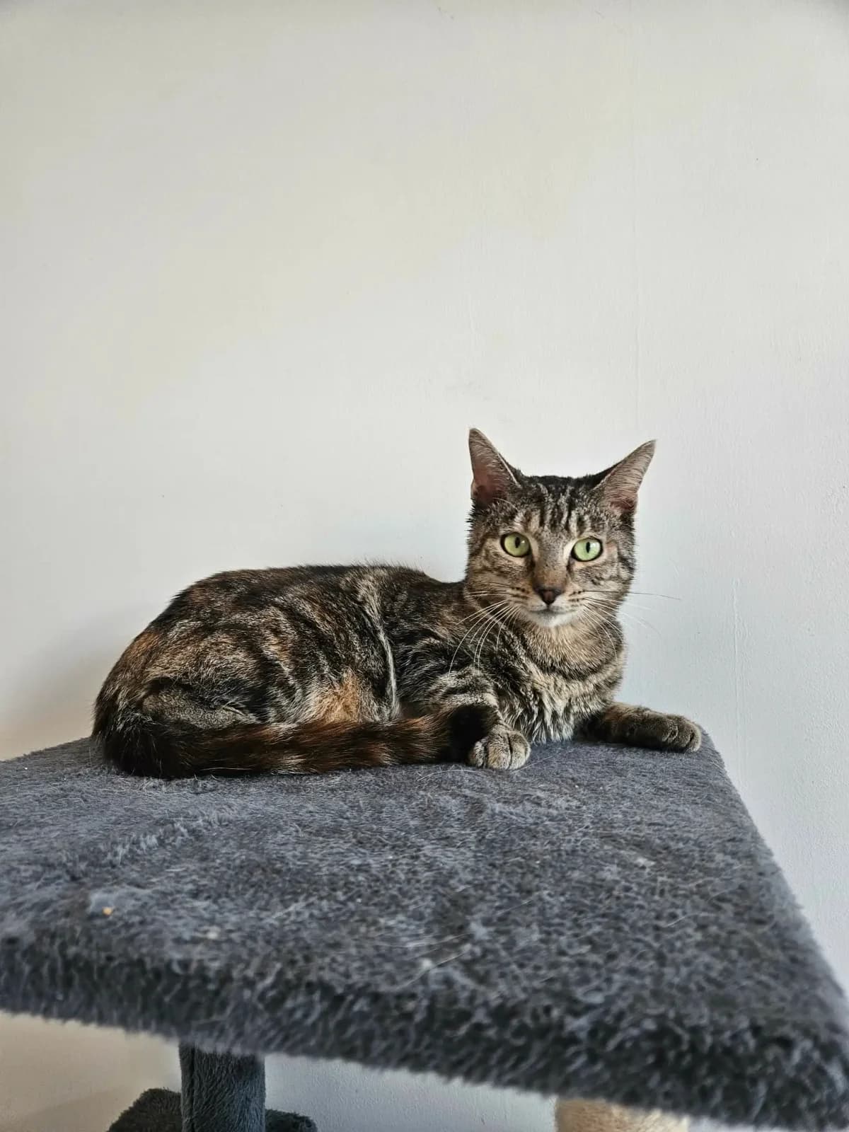 Akéla, female young Mixed Breed for adoption at Les Animaux du 27