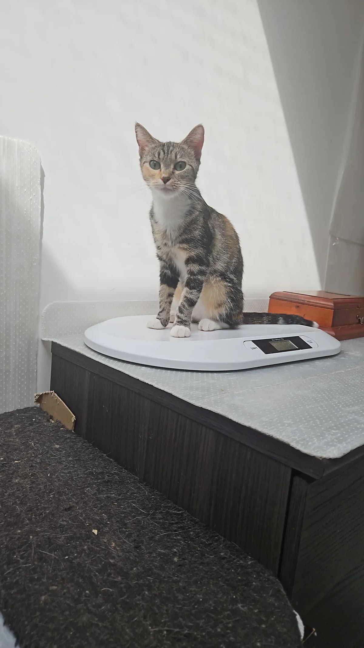 AmaΓ―s, female young Mixed Breed for adoption at Les Animaux du 27