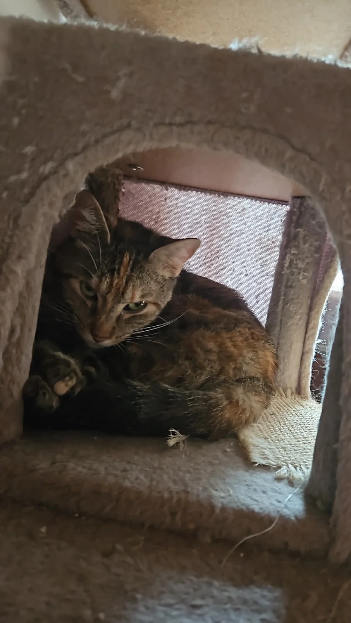 AkΓ©na, female young Mixed Breed for adoption at Les Animaux du 27