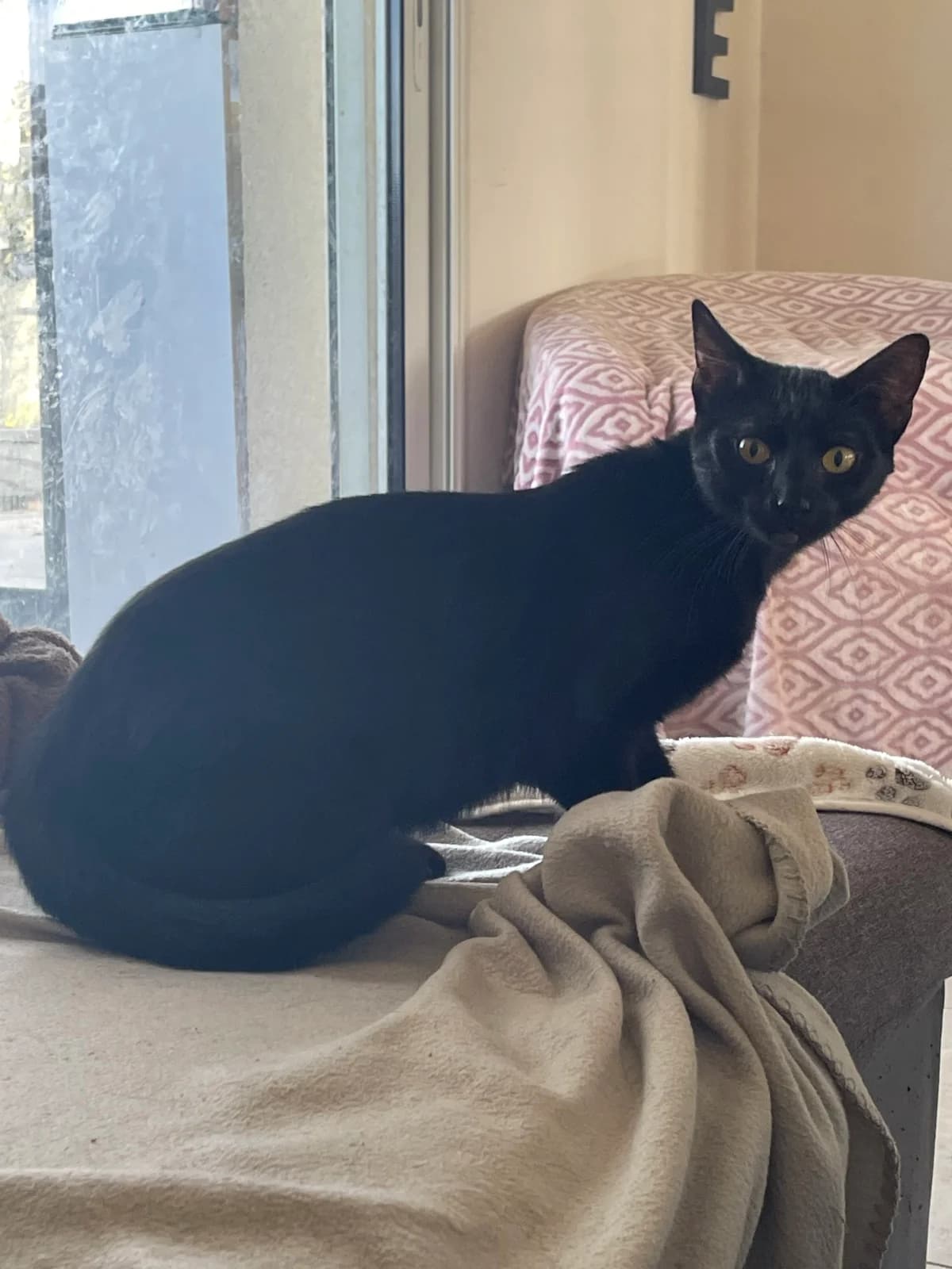 Alya, female young Mixed Breed for adoption at Les Animaux du 27