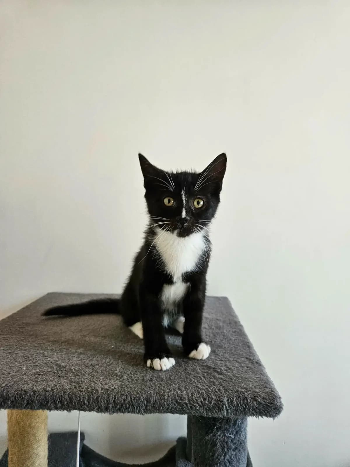Bill, male puppy Mixed Breed for adoption at Les Animaux du 27