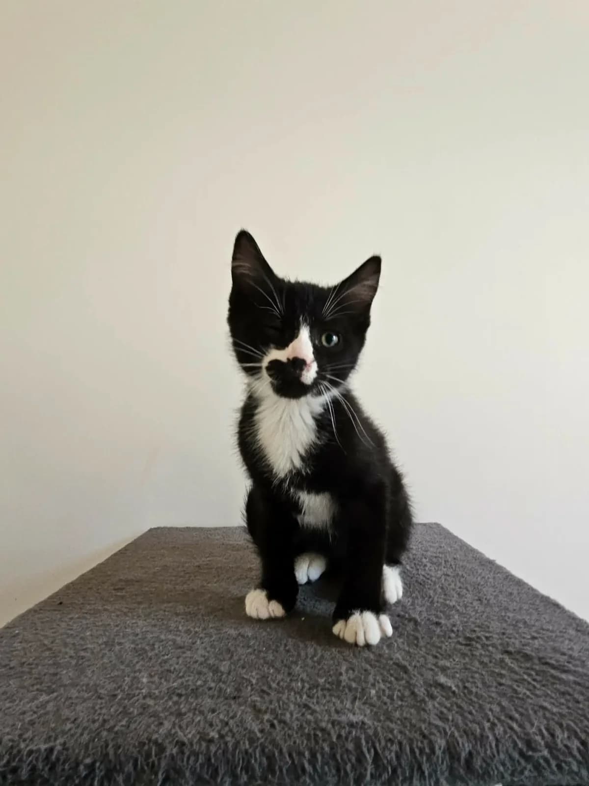 Billy, male puppy Mixed Breed for adoption at Les Animaux du 27