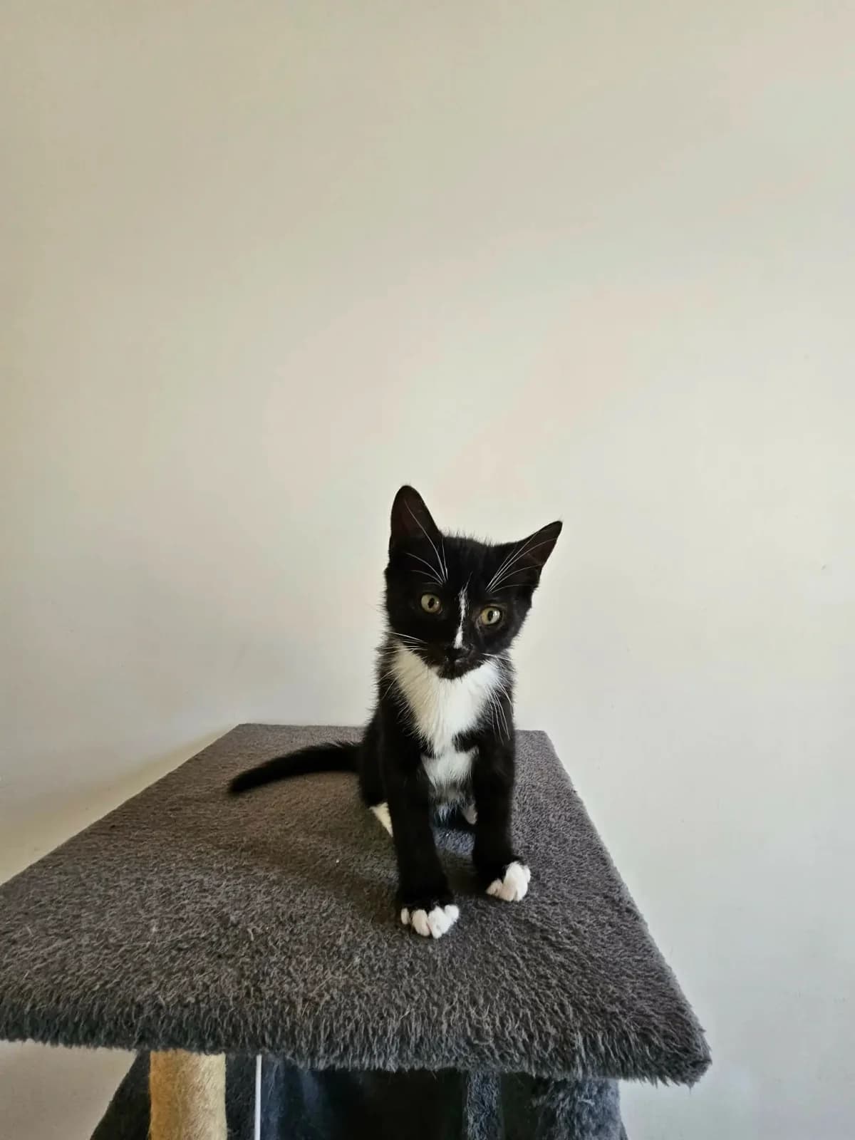 Bella, female puppy Mixed Breed for adoption at Les Animaux du 27