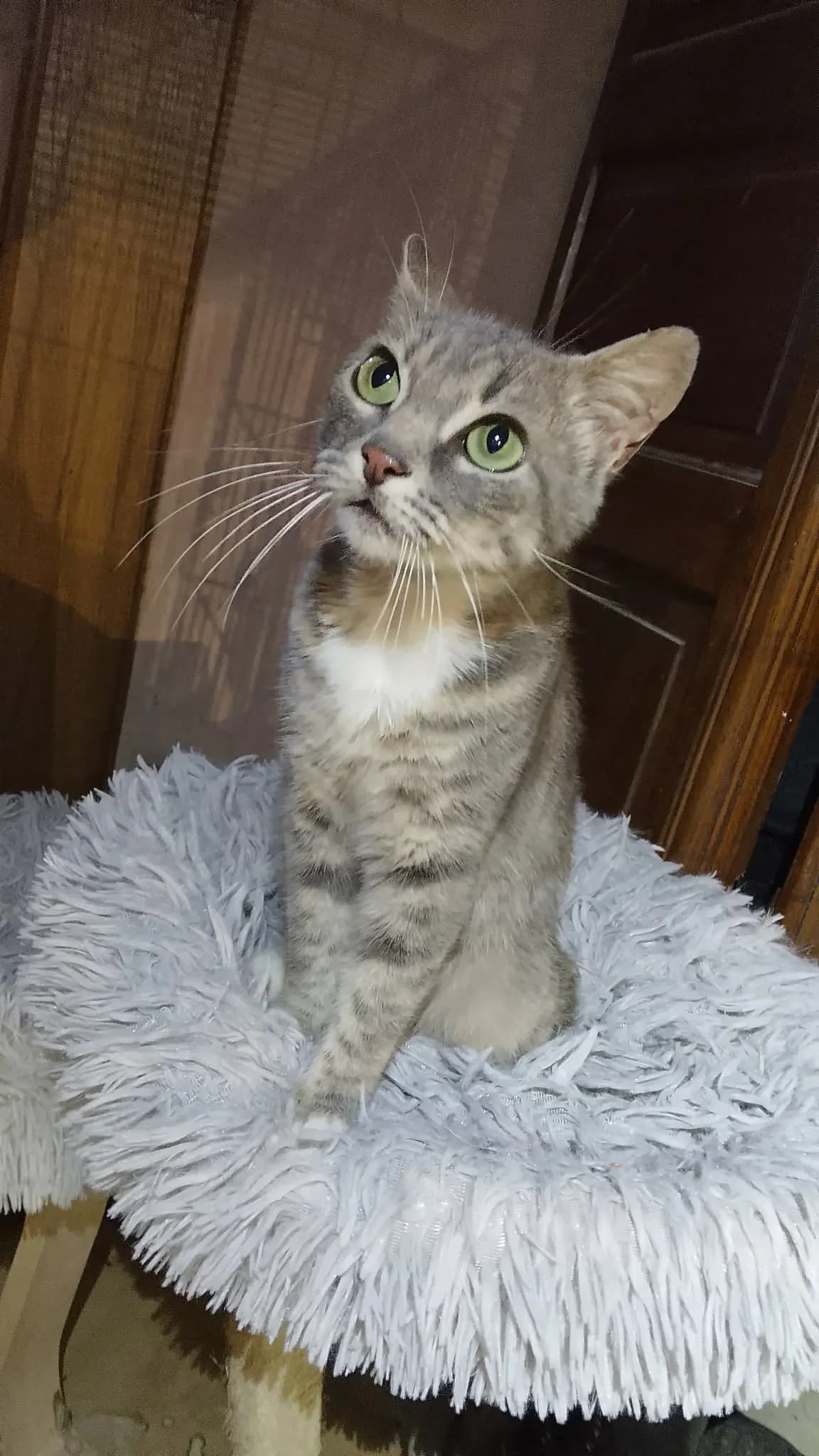 Love, female young Mixed Breed for adoption at Les Animaux du 27