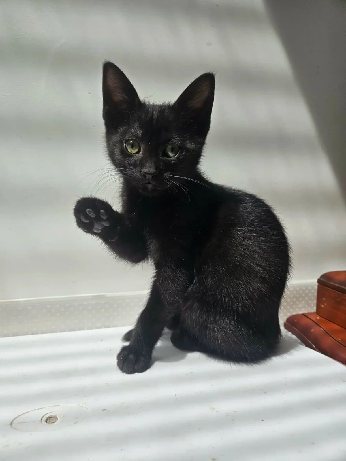 Berta, female puppy Mixed Breed for adoption at Les Animaux du 27