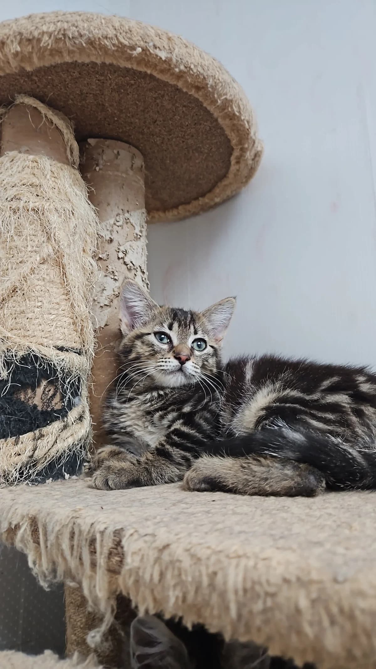 Brunie, female puppy Mixed Breed for adoption at Les Animaux du 27