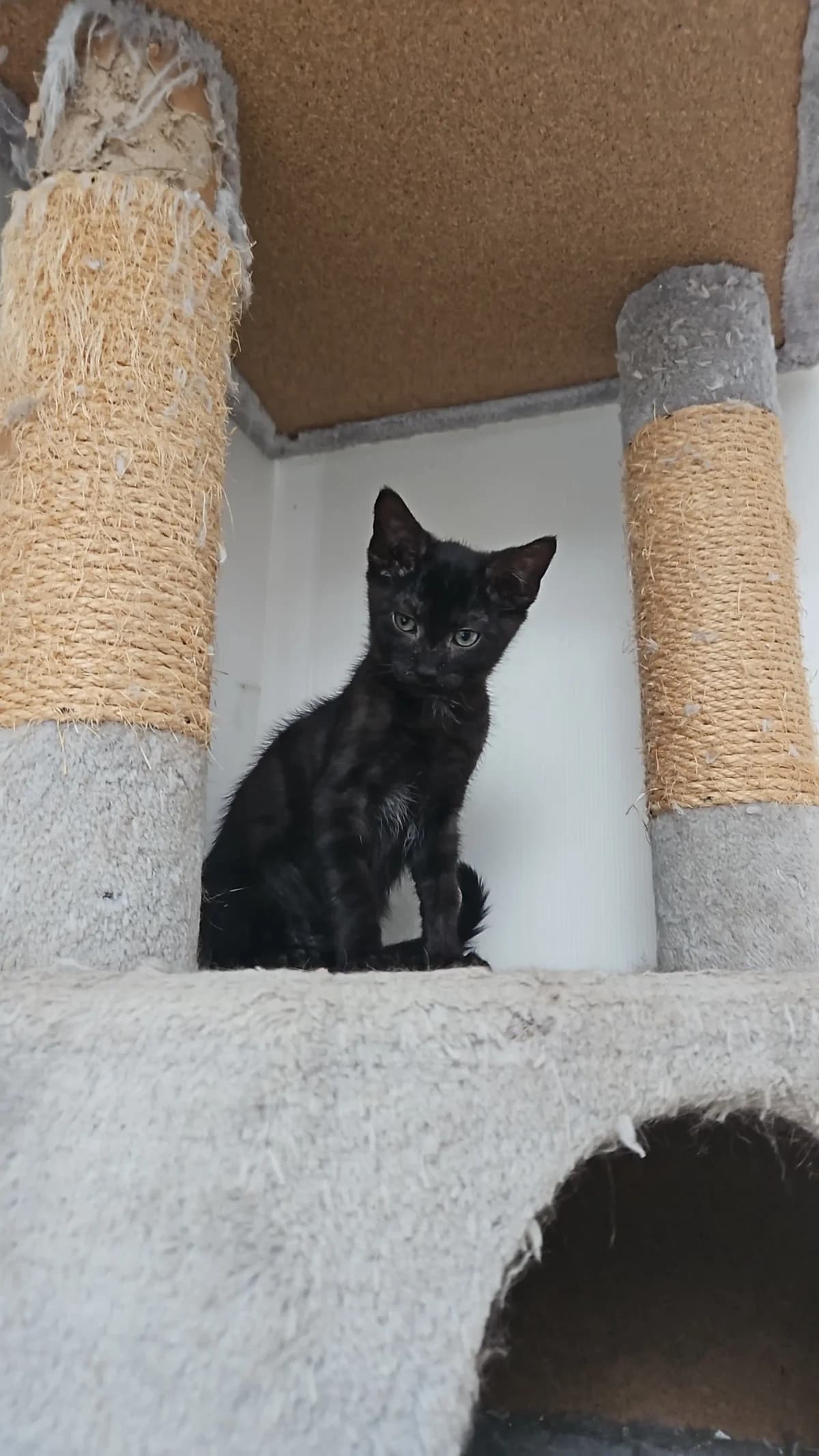 Berto, male puppy Mixed Breed for adoption at Les Animaux du 27
