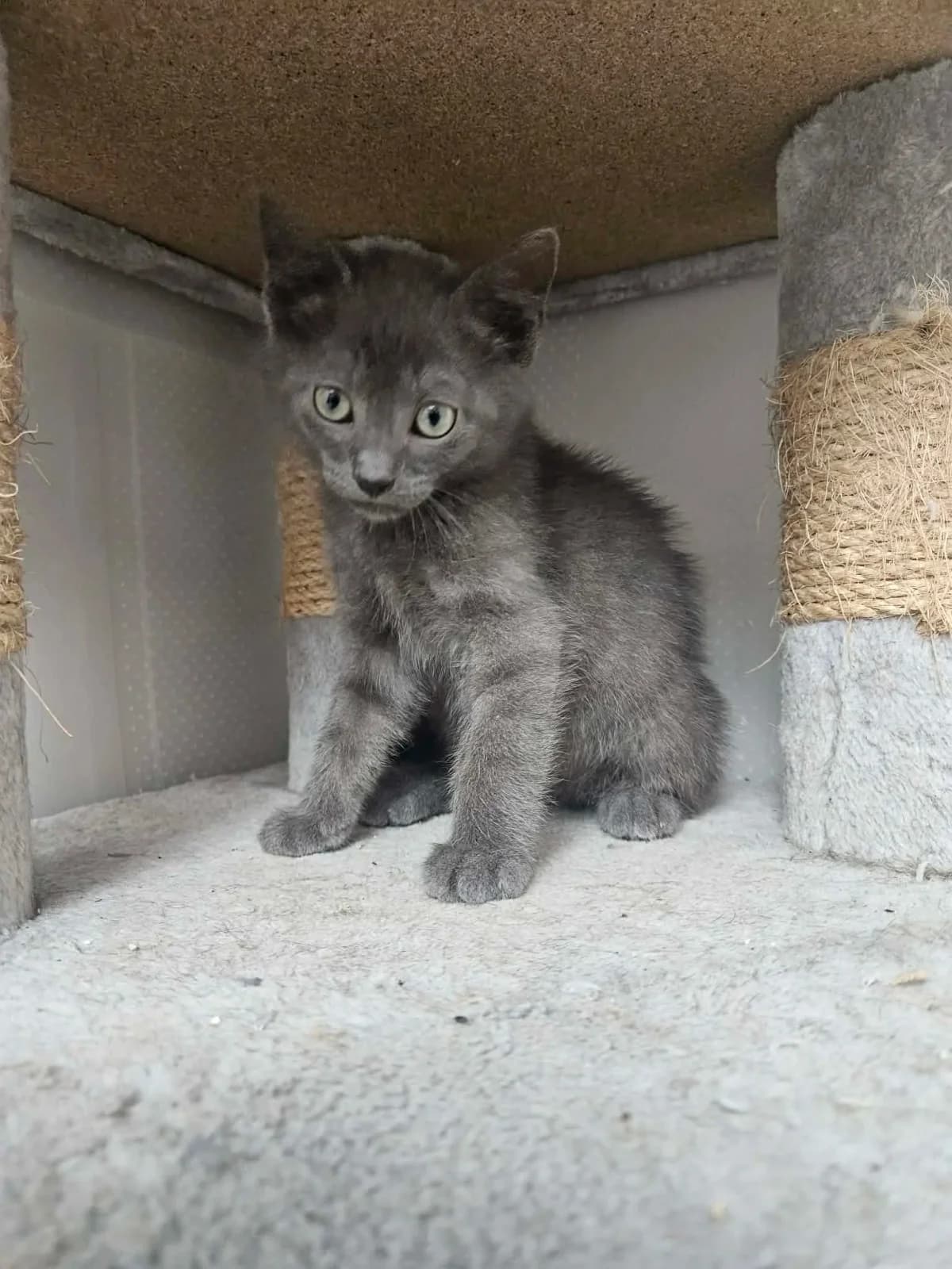 Berton(e), male puppy Mixed Breed for adoption at Les Animaux du 27
