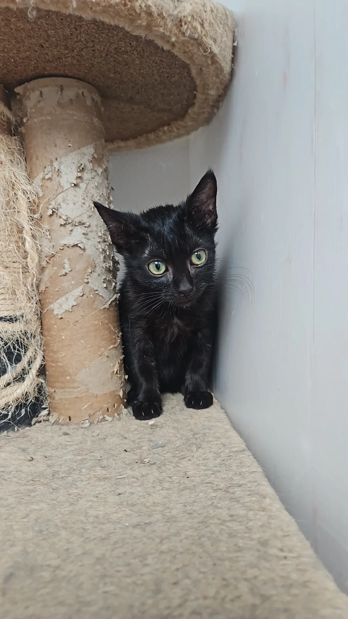 Bounty, female puppy Mixed Breed for adoption at Les Animaux du 27