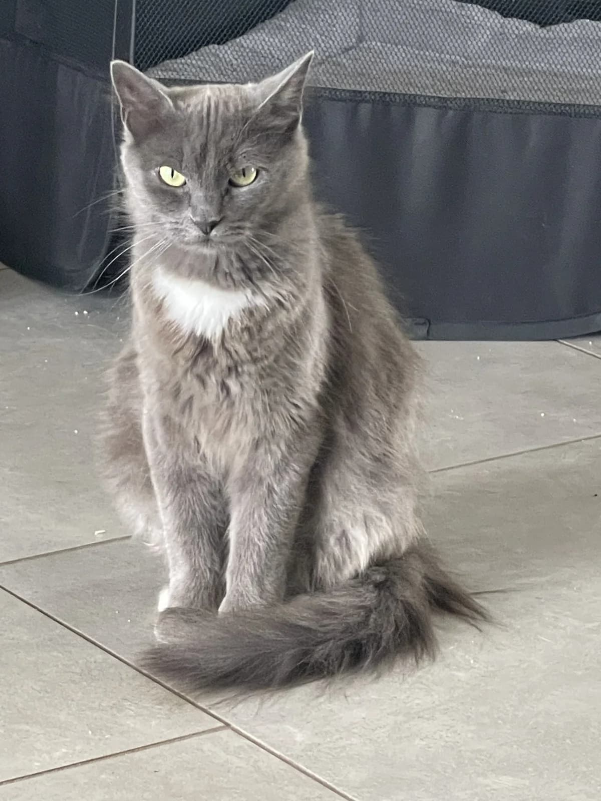Baya, female young Mixed Breed for adoption at Les Animaux du 27
