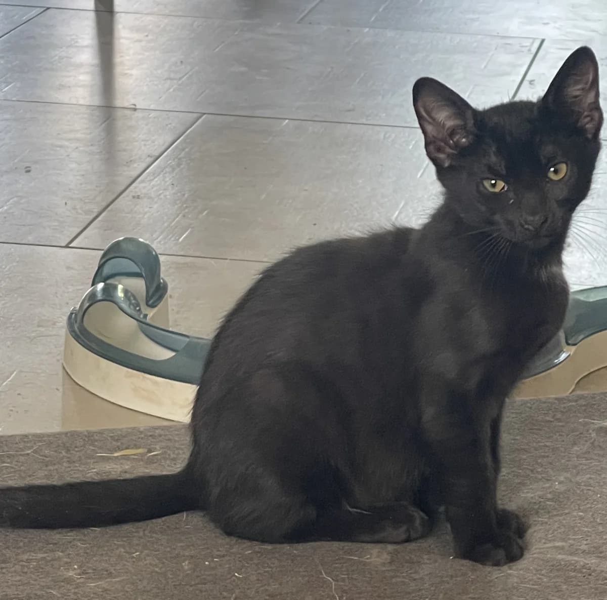 Boontie, female puppy Mixed Breed for adoption at Les Animaux du 27