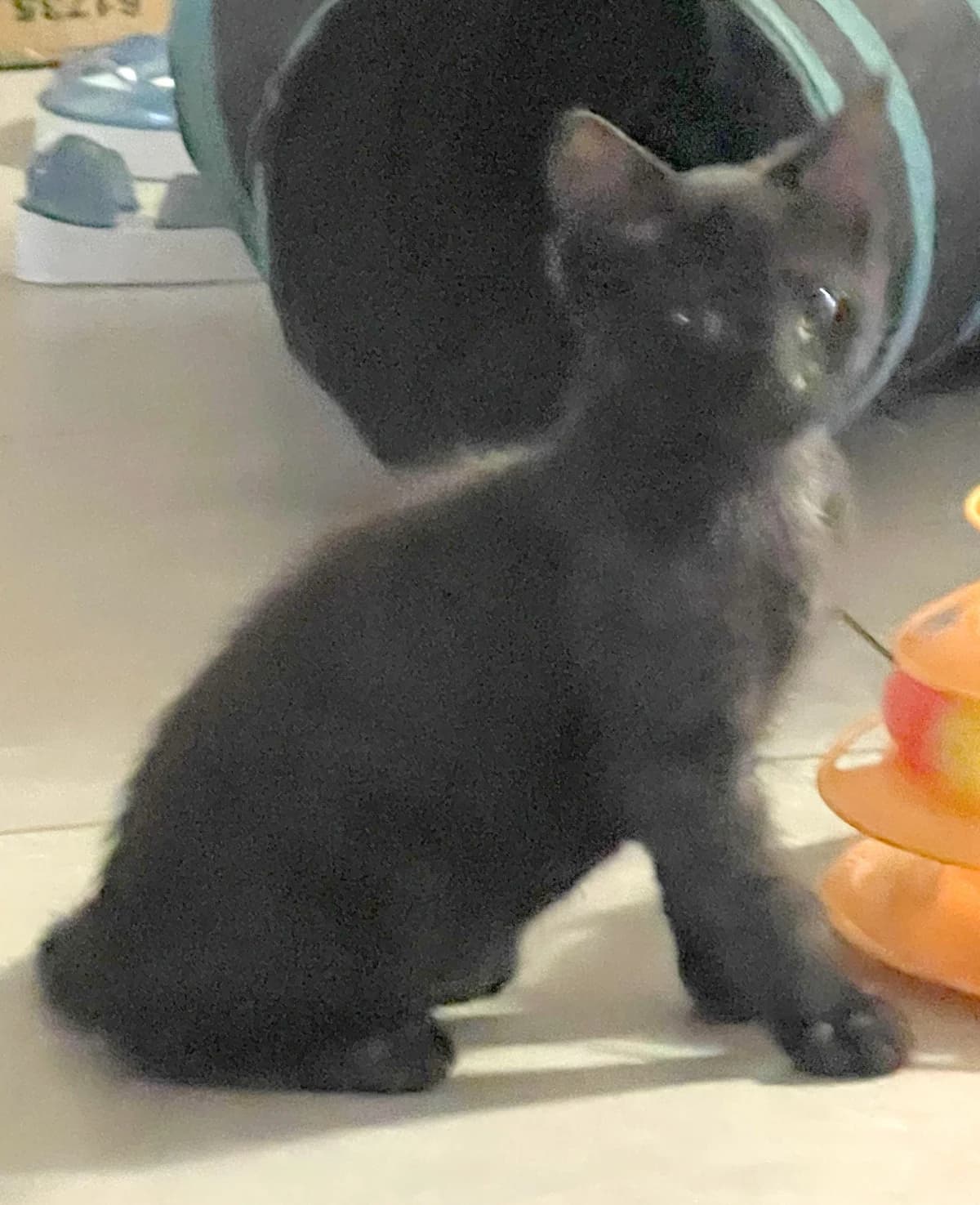 Bubble, male puppy Mixed Breed for adoption at Les Animaux du 27