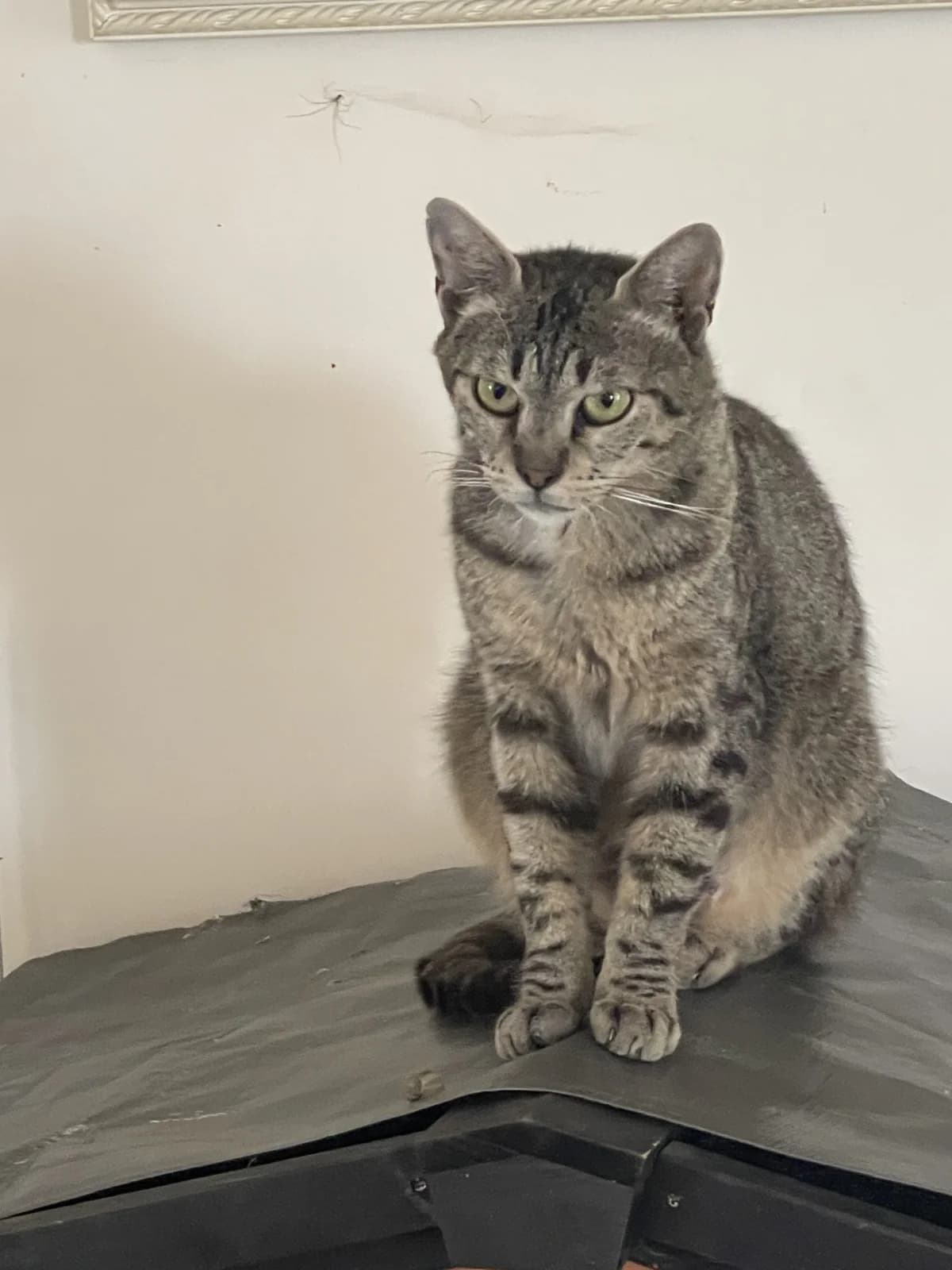 Bali, female young Mixed Breed for adoption at Les Animaux du 27
