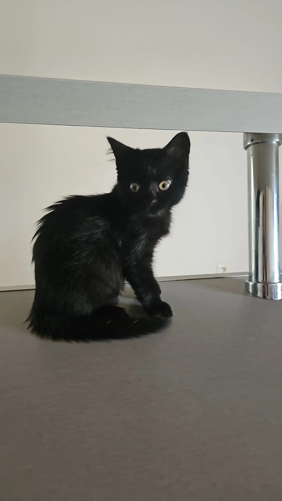 Ben, male puppy Mixed Breed for adoption at Les Animaux du 27