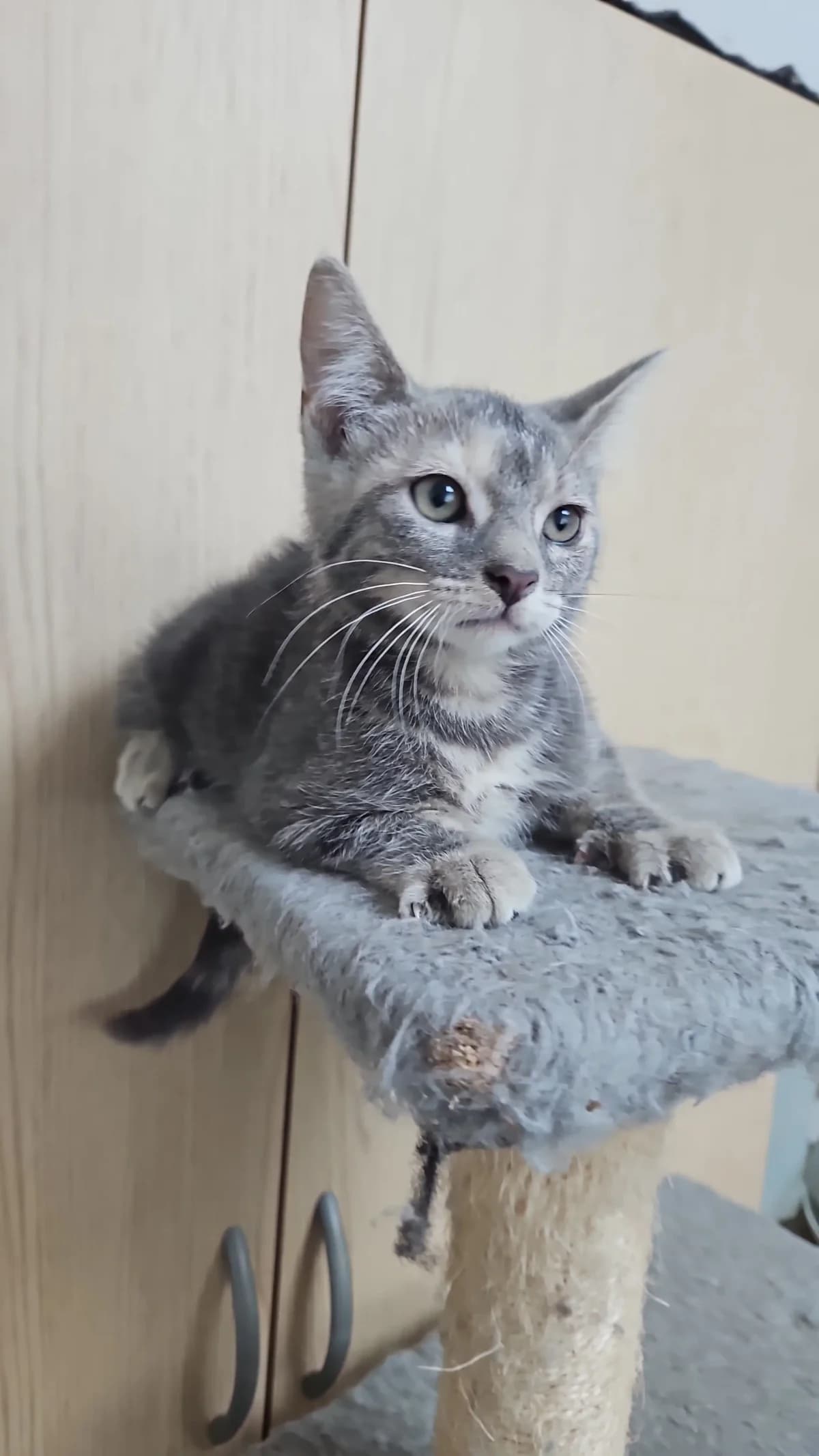Blooma, female puppy Mixed Breed for adoption at Les Animaux du 27