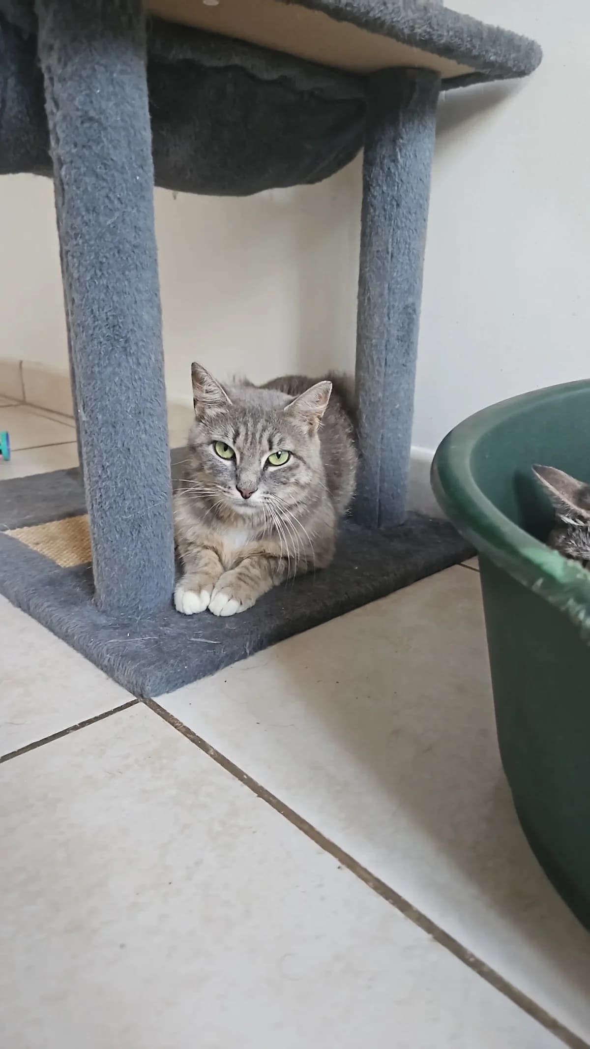 Lova, female young Mixed Breed for adoption at Les Animaux du 27