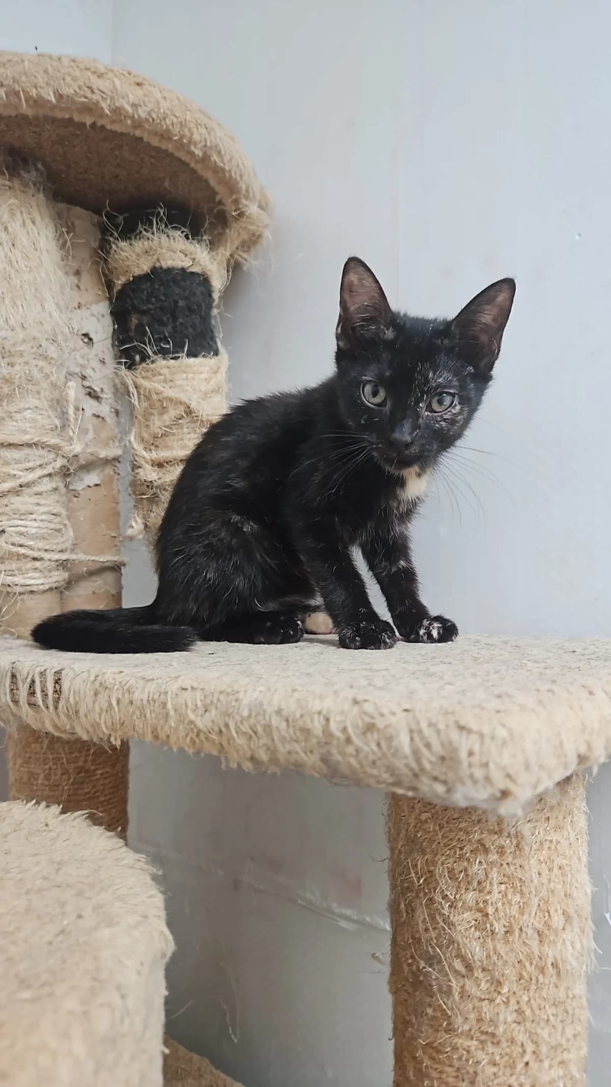 Bloona, female puppy Mixed Breed for adoption at Les Animaux du 27