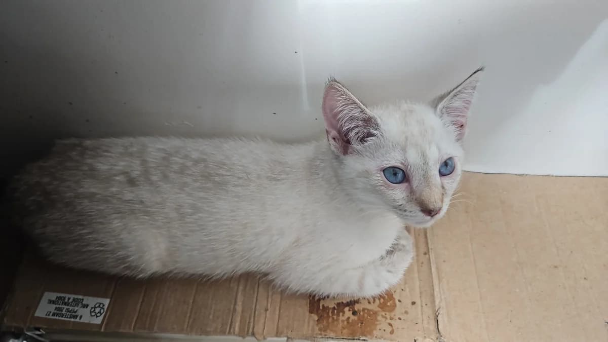Bana, female puppy Mixed Breed for adoption at Les Animaux du 27