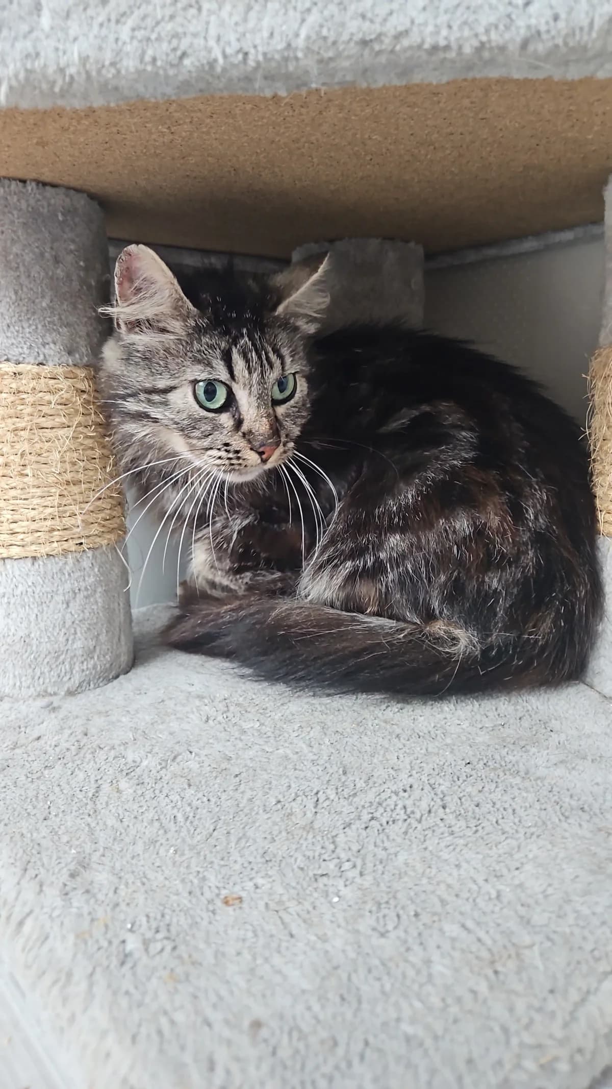Avanah, female young Mixed Breed for adoption at Les Animaux du 27