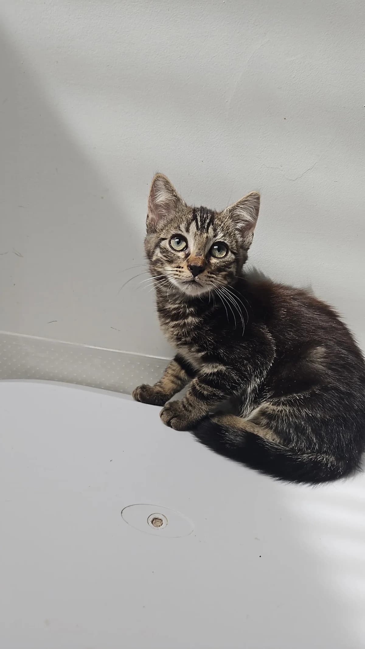 Brice, male puppy Mixed Breed for adoption at Les Animaux du 27