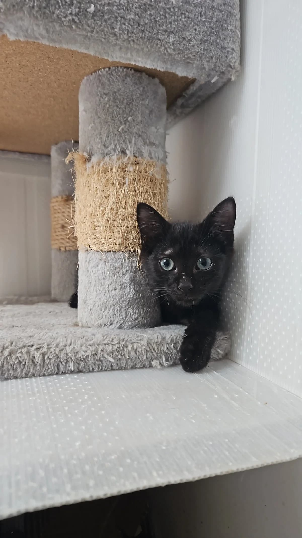 Brica, female puppy Mixed Breed for adoption at Les Animaux du 27