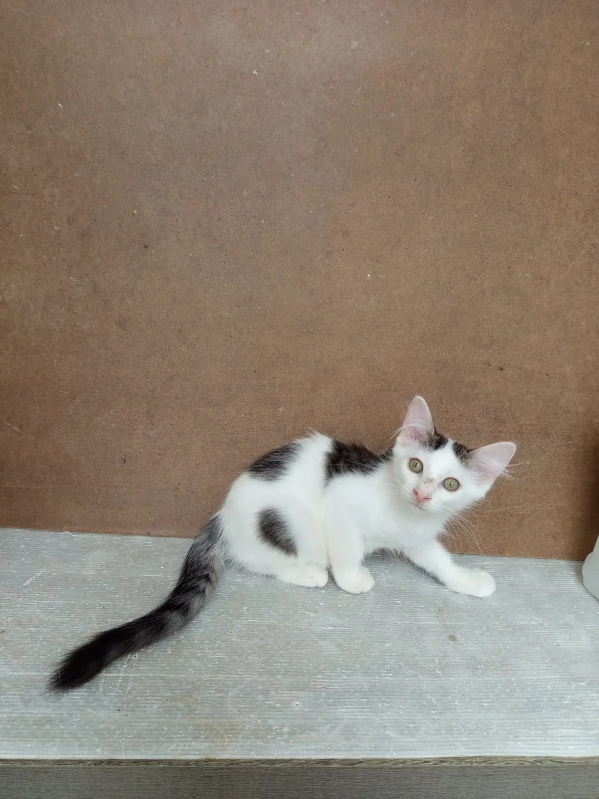 Balento, male puppy Mixed Breed for adoption at Les Animaux du 27