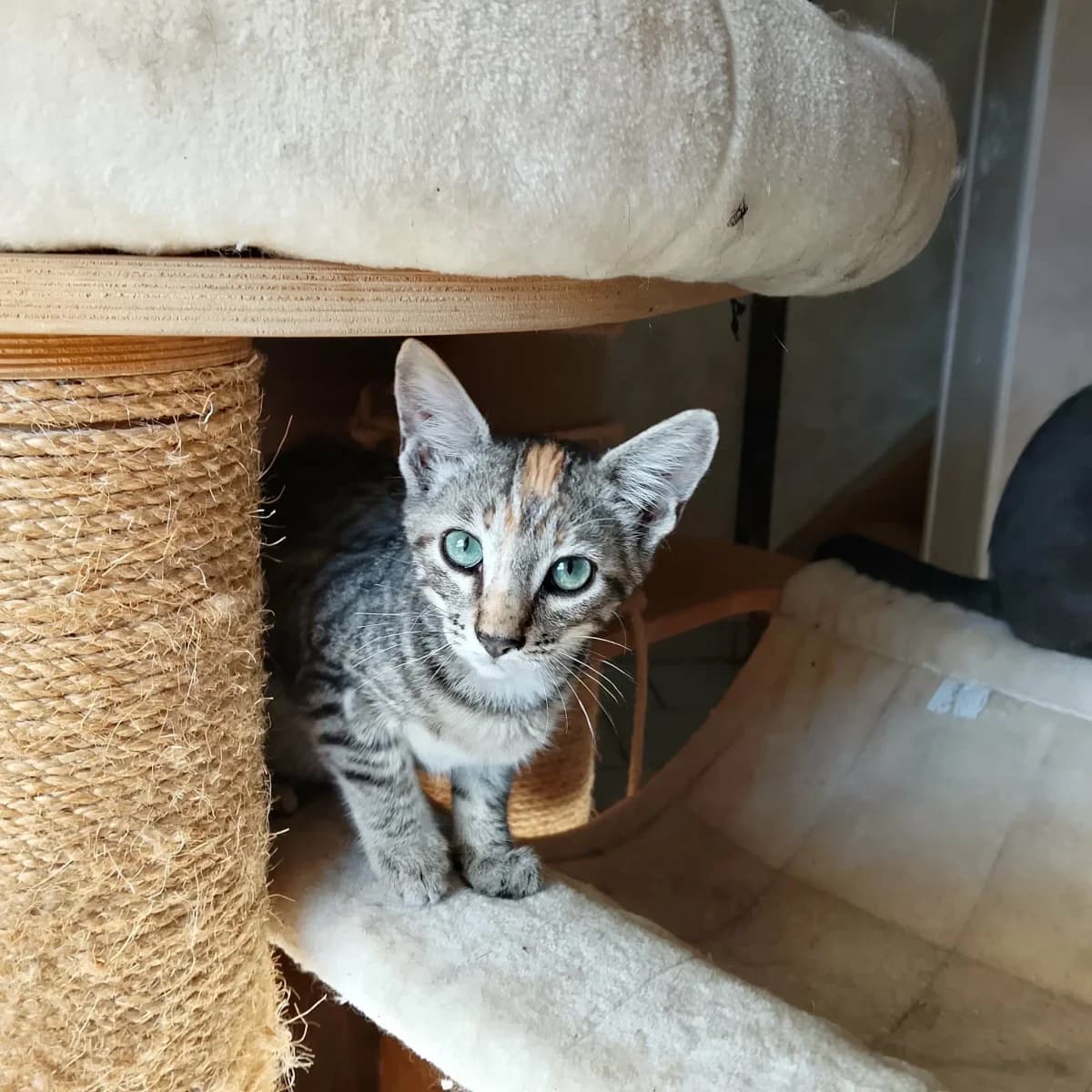 Beauty, female puppy Mixed Breed for adoption at Les Animaux du 27