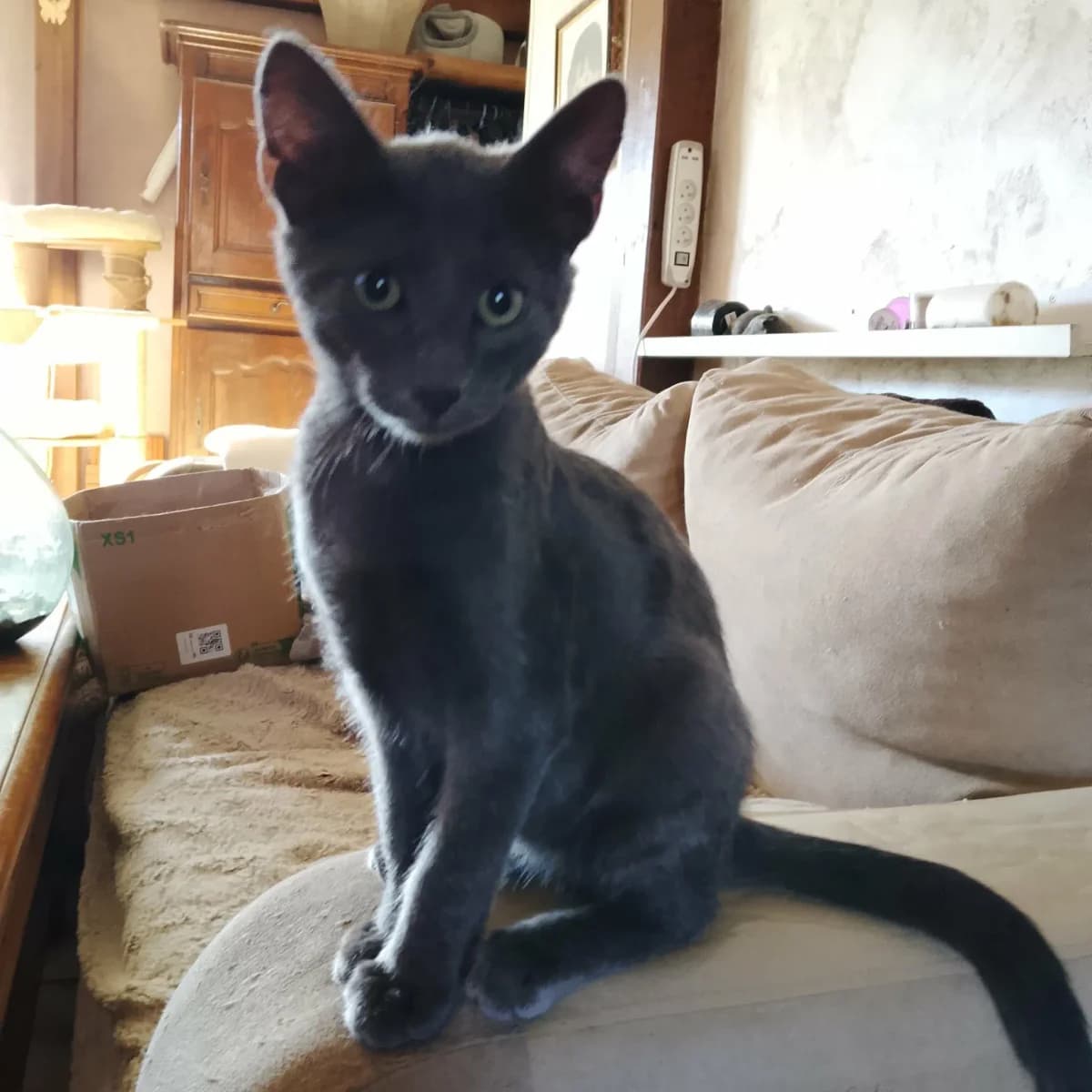 Benjy, male Mixed Breed for adoption at Les Animaux du 27