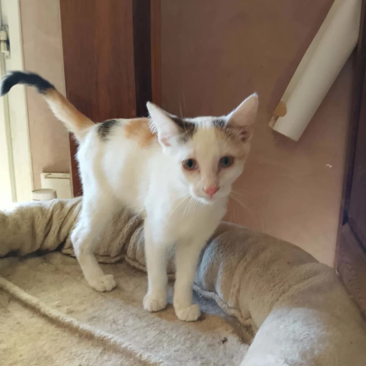 Bynka, female puppy Mixed Breed for adoption at Les Animaux du 27