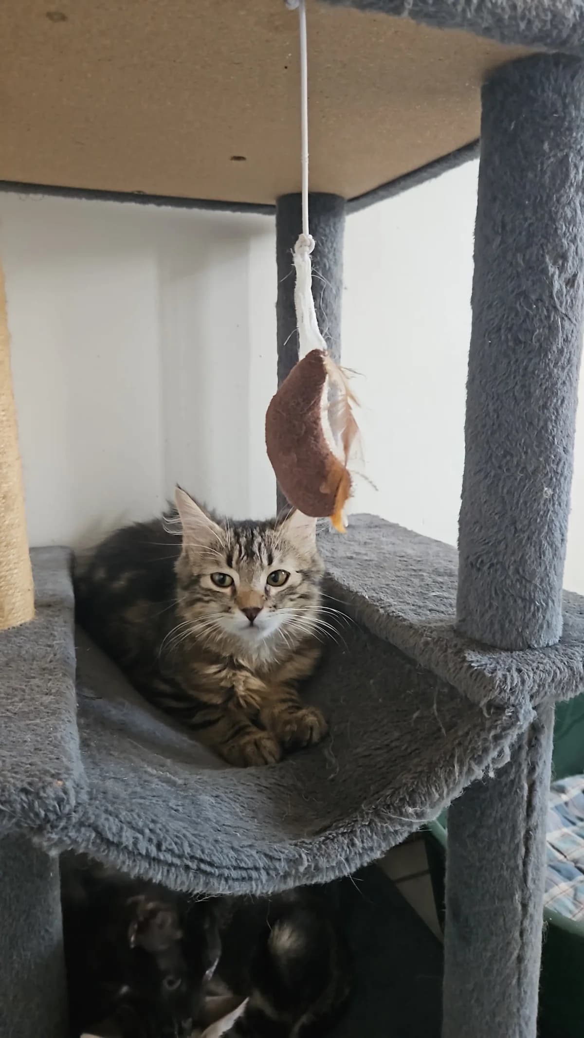 Binnty (collier orange), female puppy Mixed Breed for adoption at Les Animaux du 27