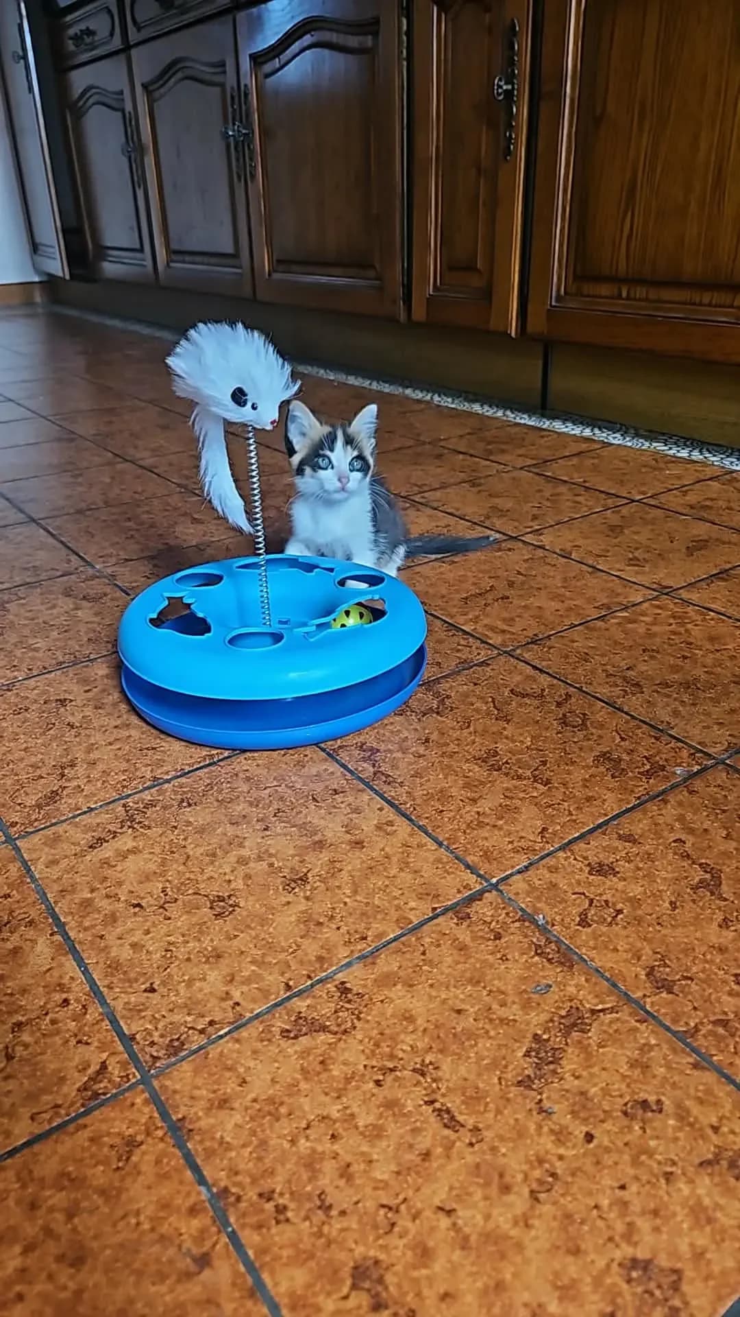 Biscotte & Brioche, female puppy Mixed Breed for adoption at Les Animaux du 27