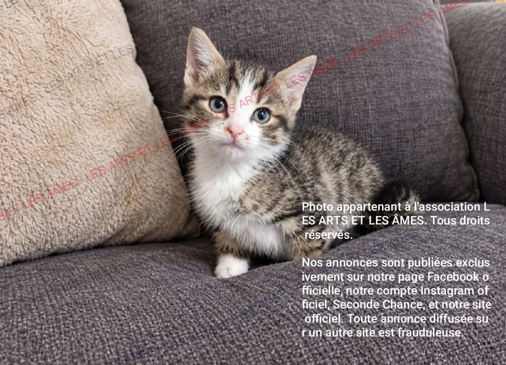 BABETTE, female puppy Mixed Breed for adoption at Les Arts et les Âmes
