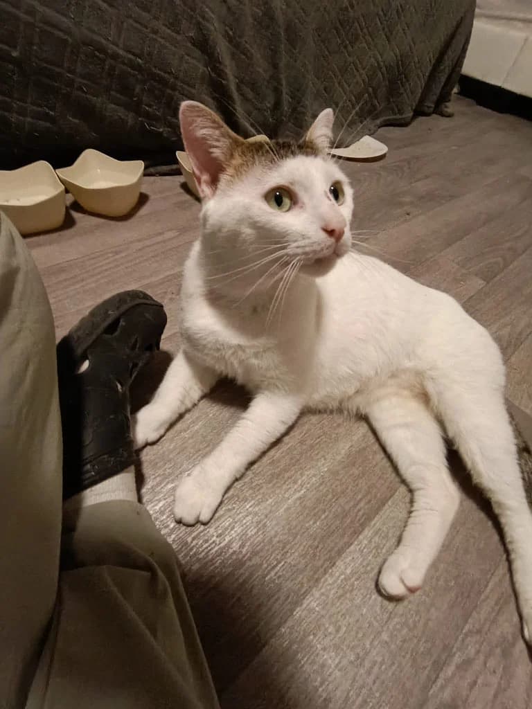 BRADOCK, male senior Mixed Breed for adoption at Les Arts et les Âmes