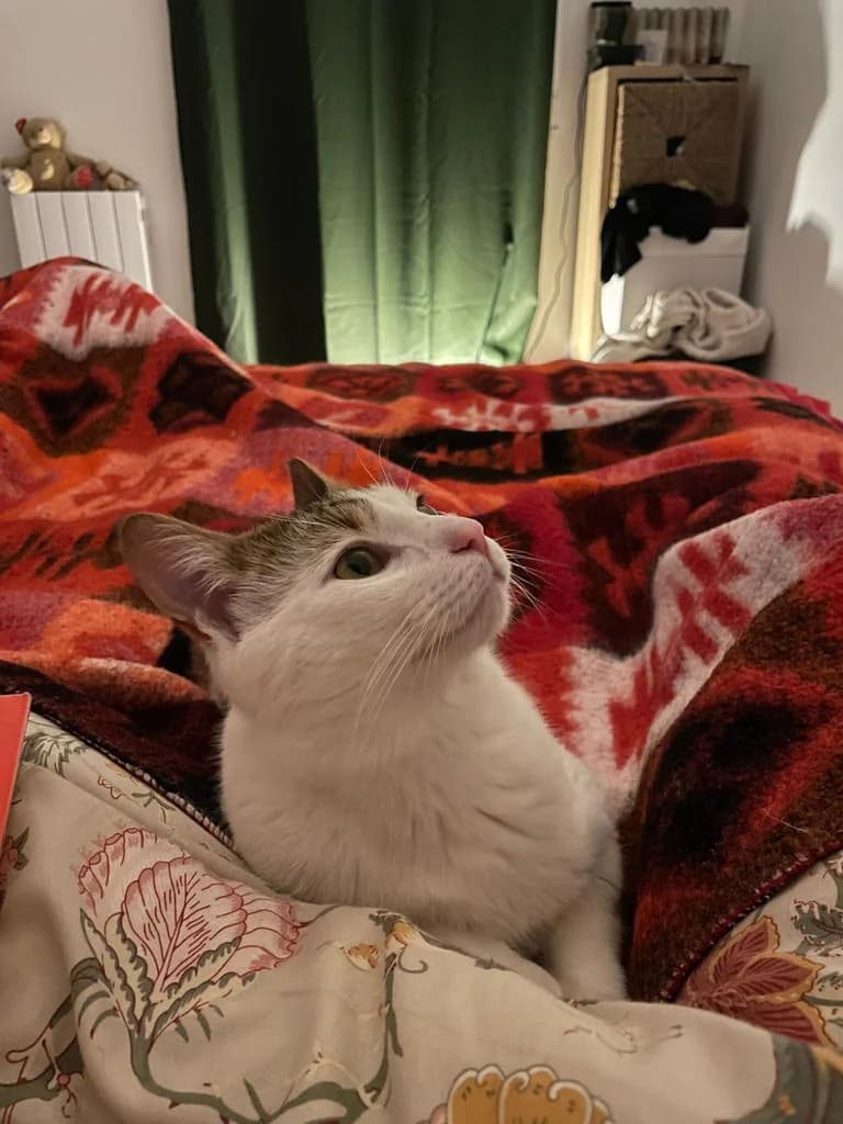 TIGROU, male 4yo Mixed Breed for adoption at Les Arts et les Âmes