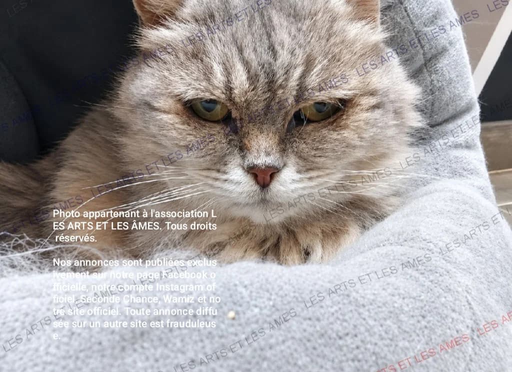 DOUDOUNE, female senior Mixed Breed for adoption at Les Arts et les Âmes